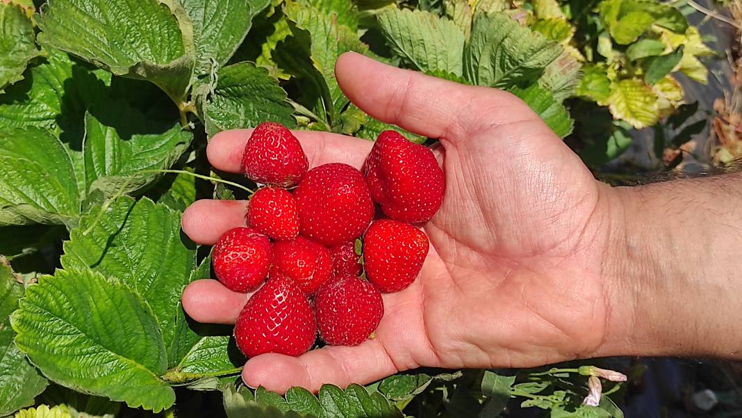 Konya’nın kırmızı altını için büyük adım 8